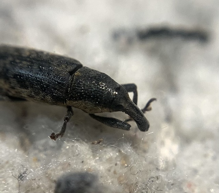 Lixus subtilis - disznóparéj-dudvabarkó