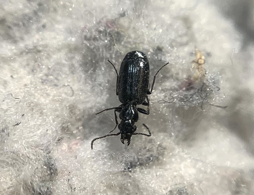 Microlestes minutulus - közönséges parányfutó