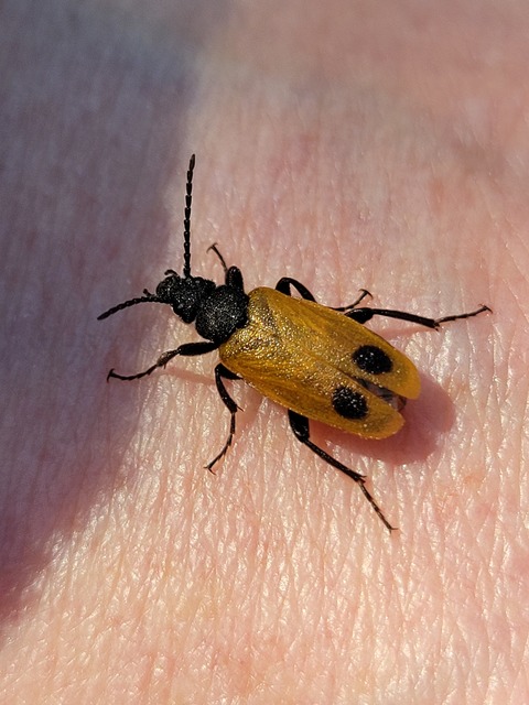 Apalus bimaculatus - kétfoltos élősdibogár