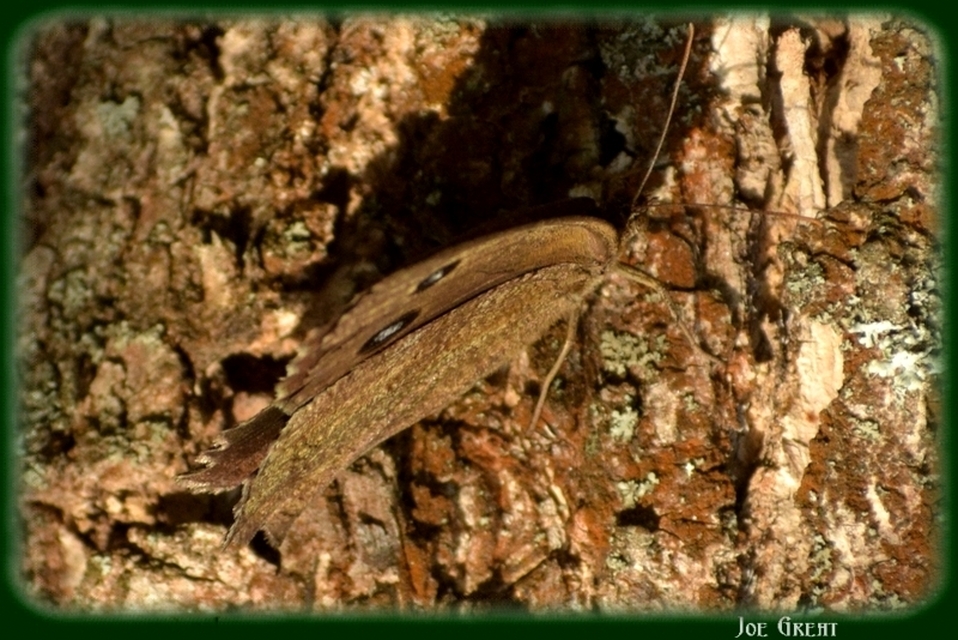 Minois dryas - fekete szemeslepke