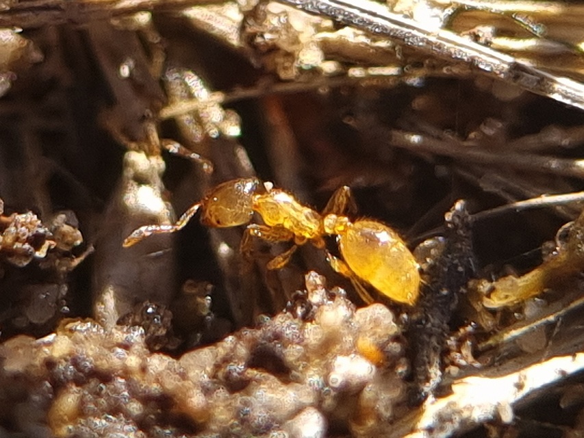 Solenopsis fugax - tolvajhangya