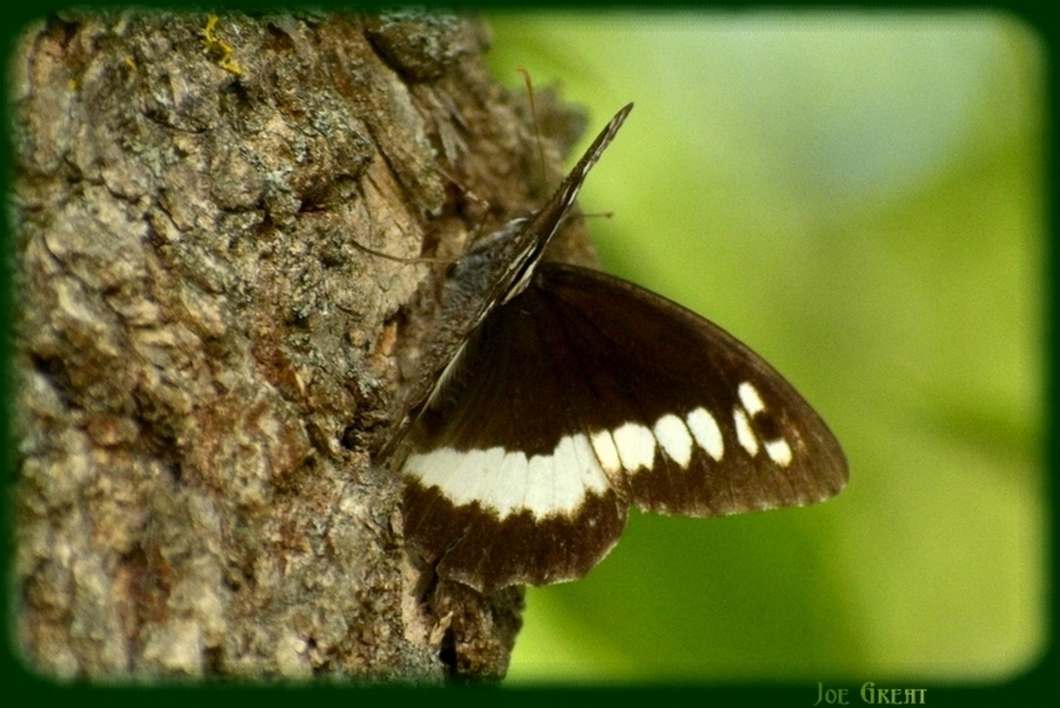 Brintesia circe - fehéröves szemeslepke