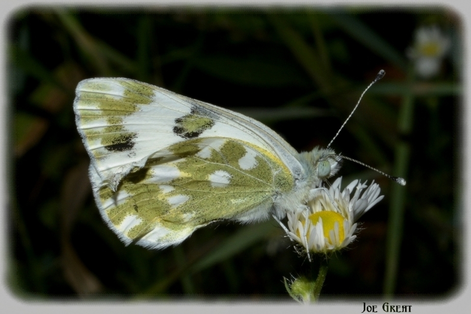 Pontia edusa - rezedalepke