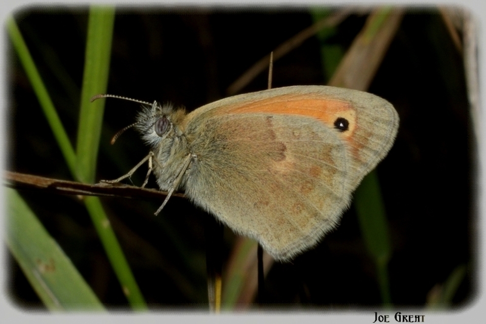 Coenonympha pamphilus - kis szénalepke