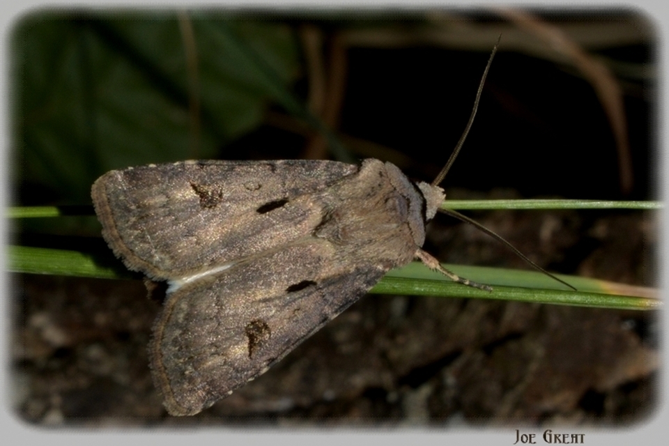 Agrotis exclamationis - felkiáltójeles földibagoly