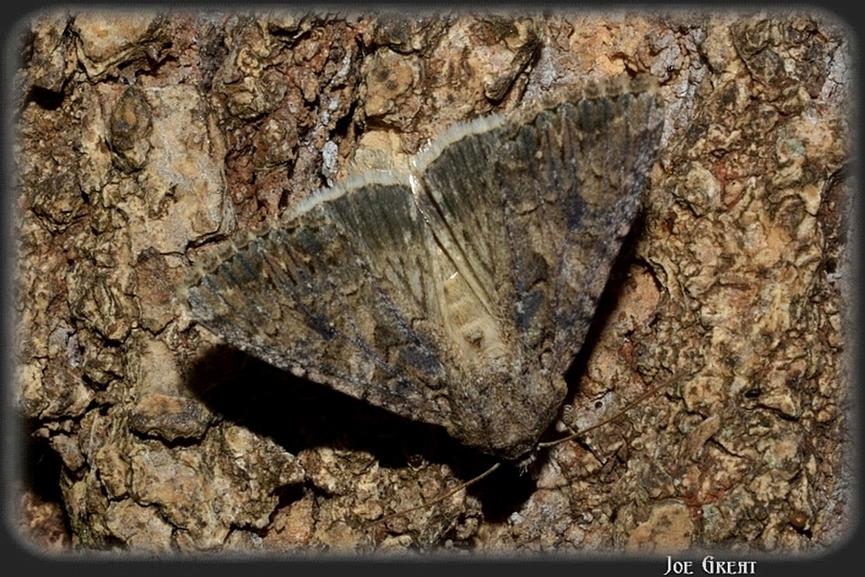 Hadula trifolii - lóherebagoly