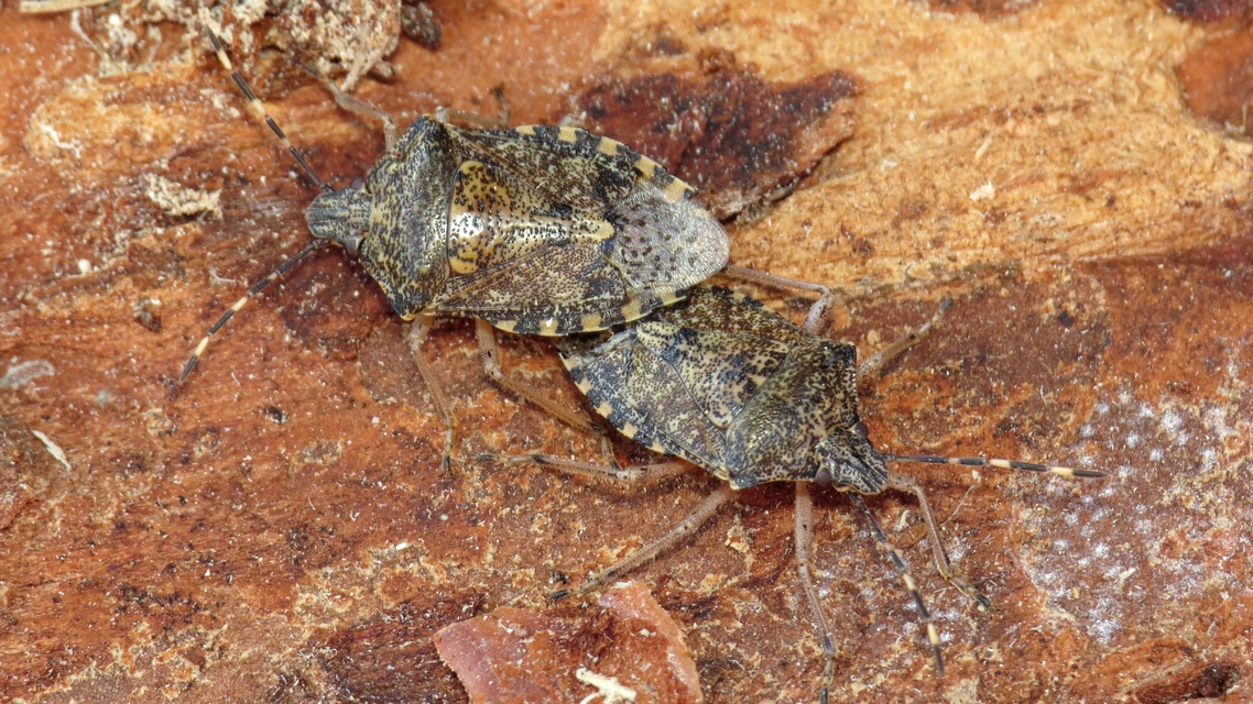 Rhaphigaster nebulosa - bencepoloska