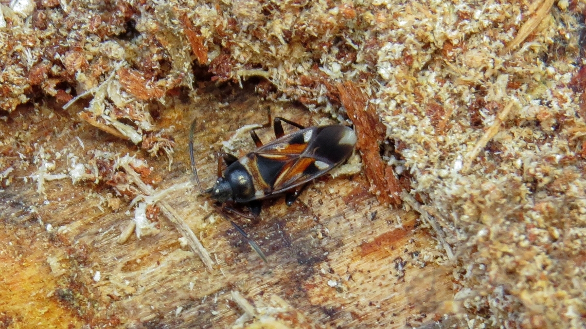Raglius alboacuminatus - tarka díszesbodobács