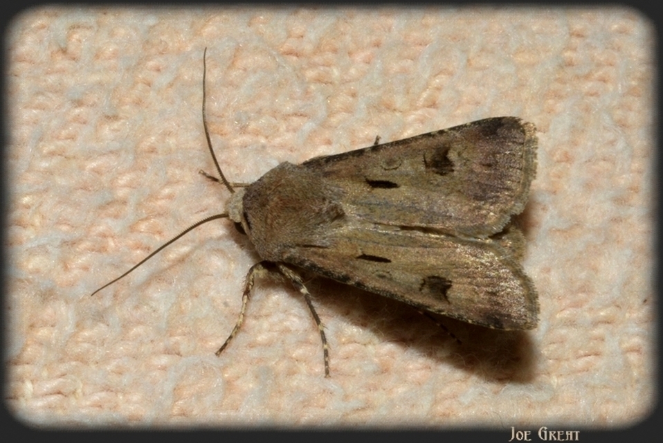 Agrotis exclamationis - felkiáltójeles földibagoly