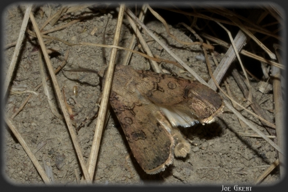Agrotis segetum - vetési földibagoly