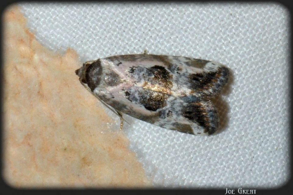 Hapalotis venustula - rózsaszínű mázasbagoly