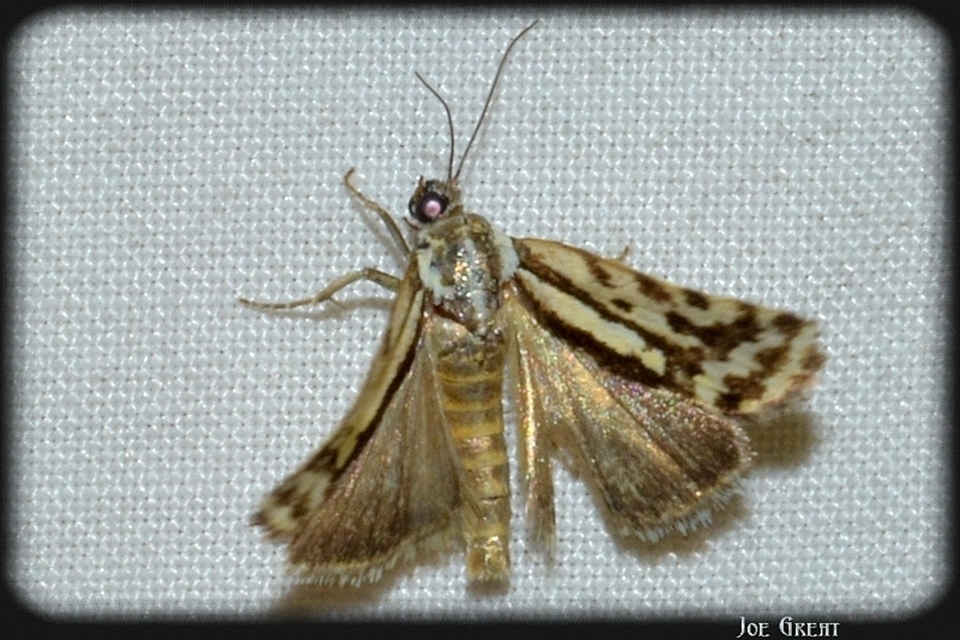 Emmelia trabealis - zebrabagoly