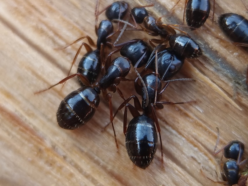 Camponotus fallax - ligeti lóhangya