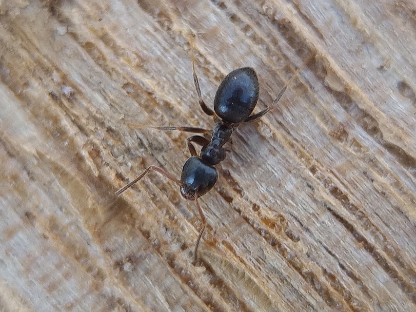Lasius platythorax - erdei feketehangya