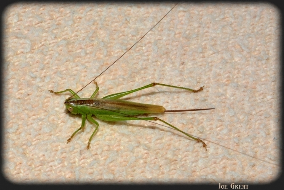 Conocephalus fuscus - kis kúpfejűszöcske