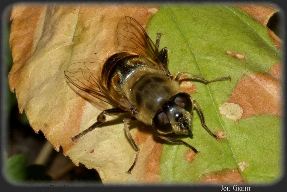 Eristalis tenax - közönséges herelégy