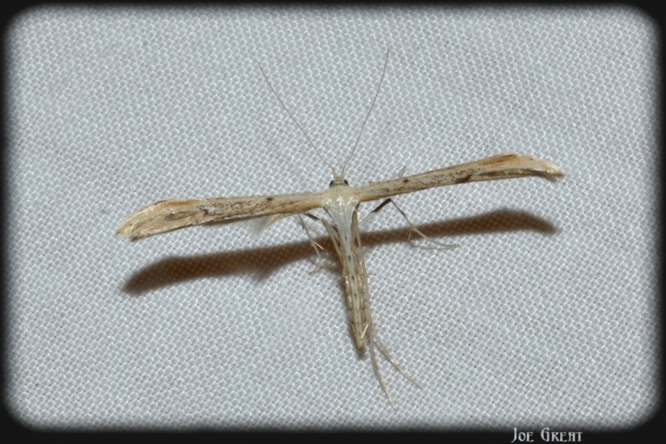 Pterophoridae - tollasmolyfélék