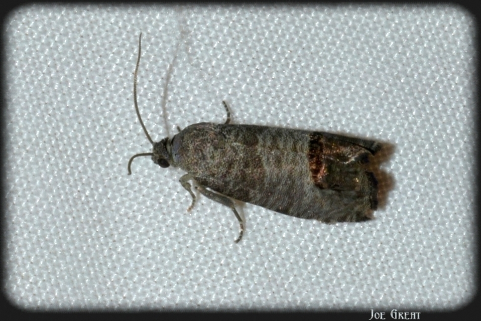 Cydia pomonella - almamoly