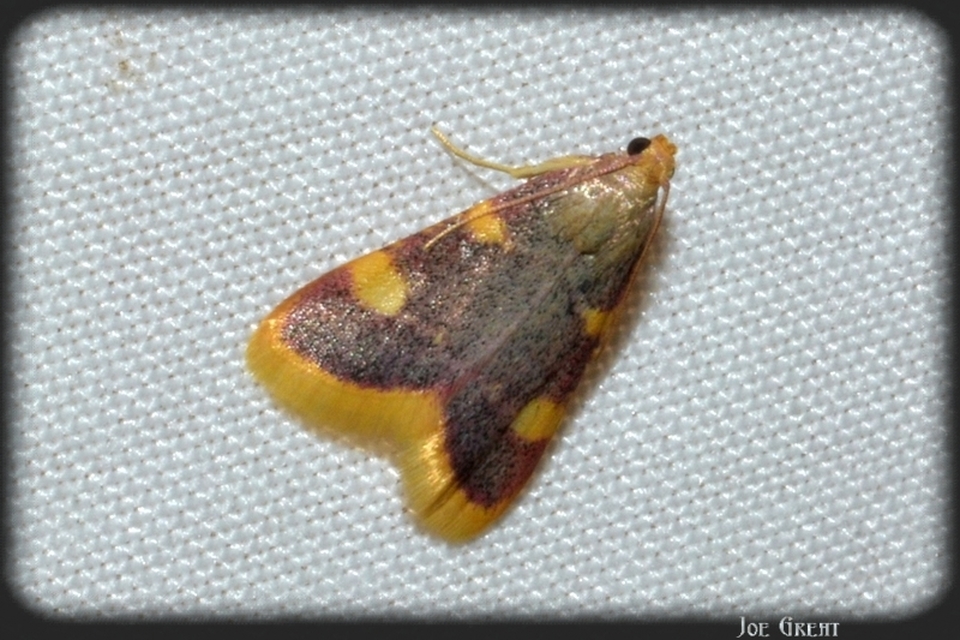 Hypsopygia costalis - szénailonca