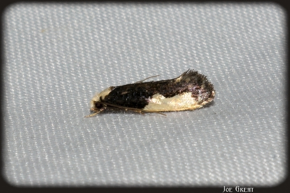 Monopis monachella - apácamoly