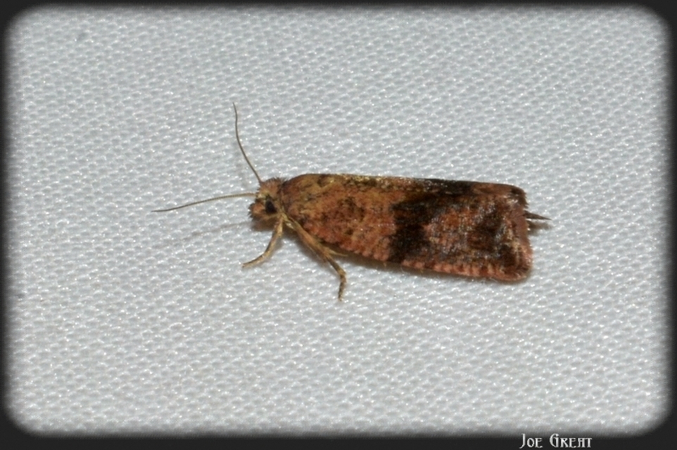 Celypha striana - pitypangfúró tükrösmoly