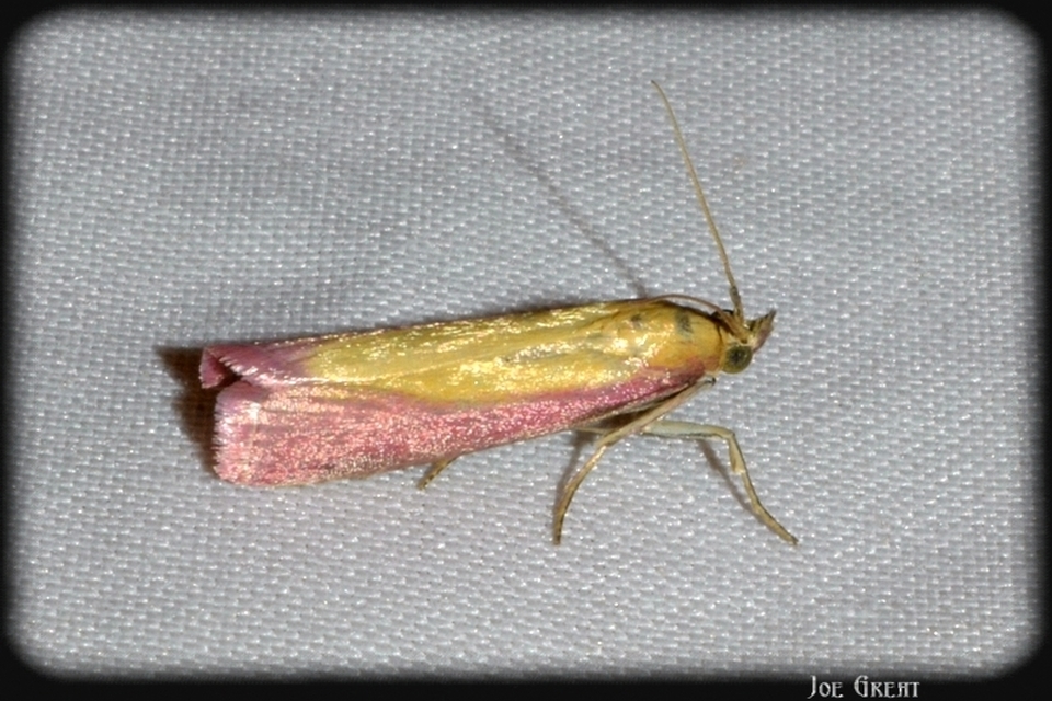 Oncocera semirubella - lucernamoly