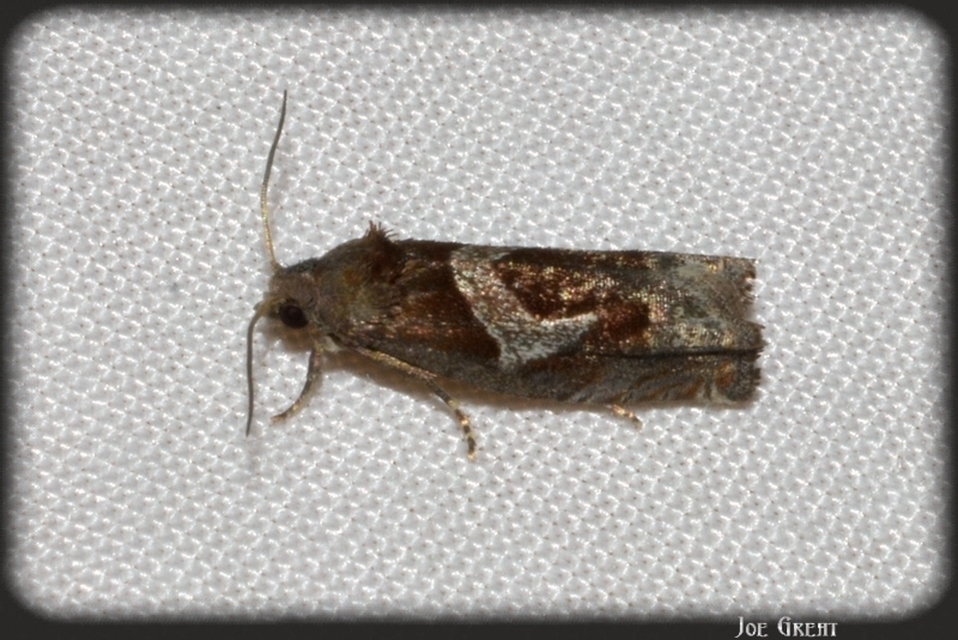 Epiblema foenella - kampósfoltú tükrösmoly