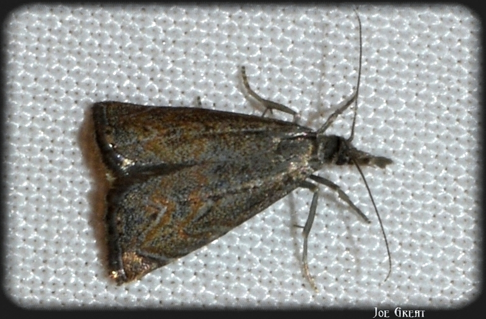 Platytes cerussella - törpe fűgyökérmoly