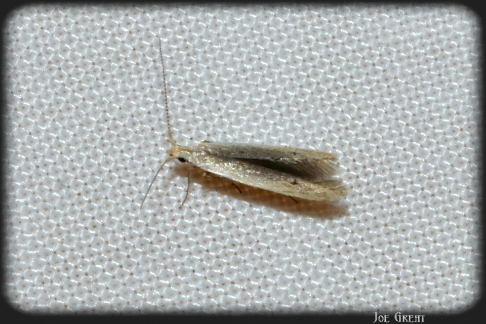 Coleophora