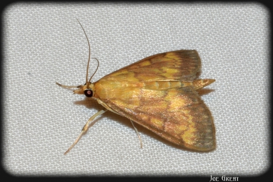 Ostrinia nubilalis - kukoricamoly