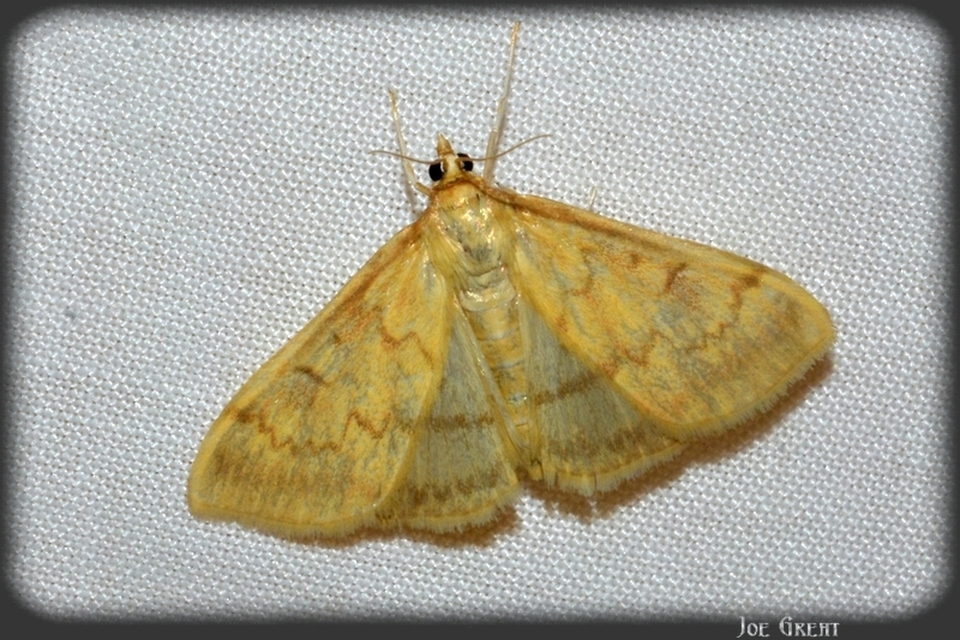 Ostrinia nubilalis - kukoricamoly