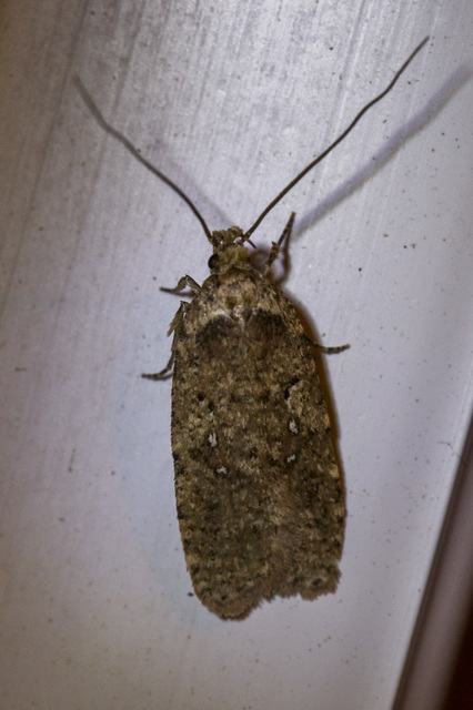 Agonopterix