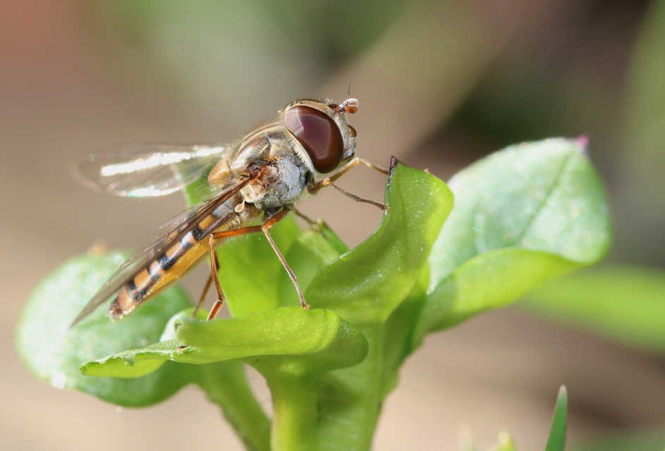 Episyrphus balteatus - ékfoltos zengőlégy