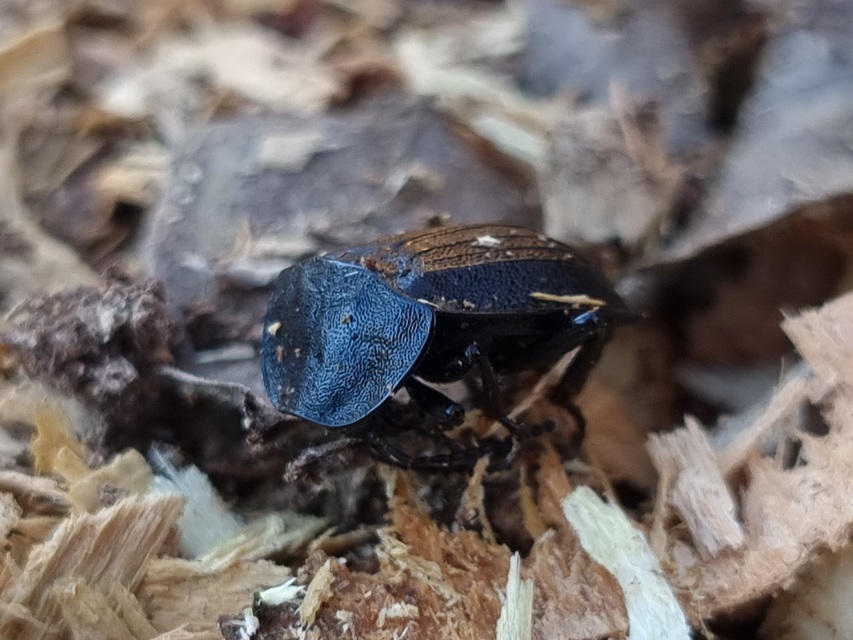Phosphuga atrata - bordás csigarabló