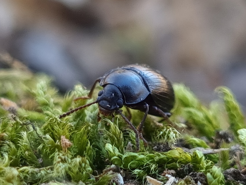 Nalassus dermestoides - rövidszárnyú gyászbogár