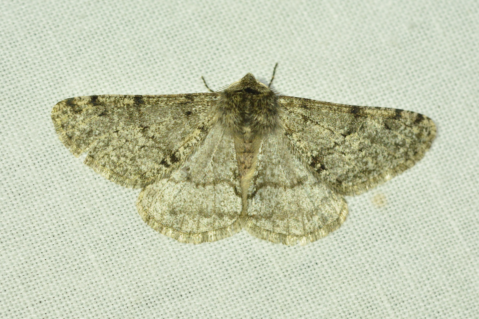 Apocheima pilosaria - zöldes tavasziaraszoló