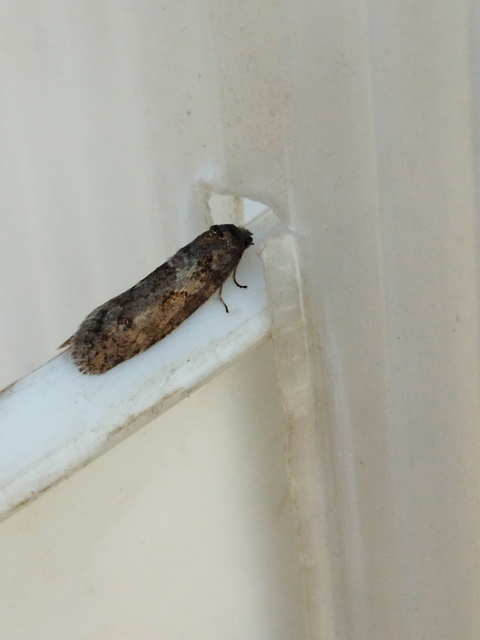 Tortricodes alternella - tavaszi sodrómoly