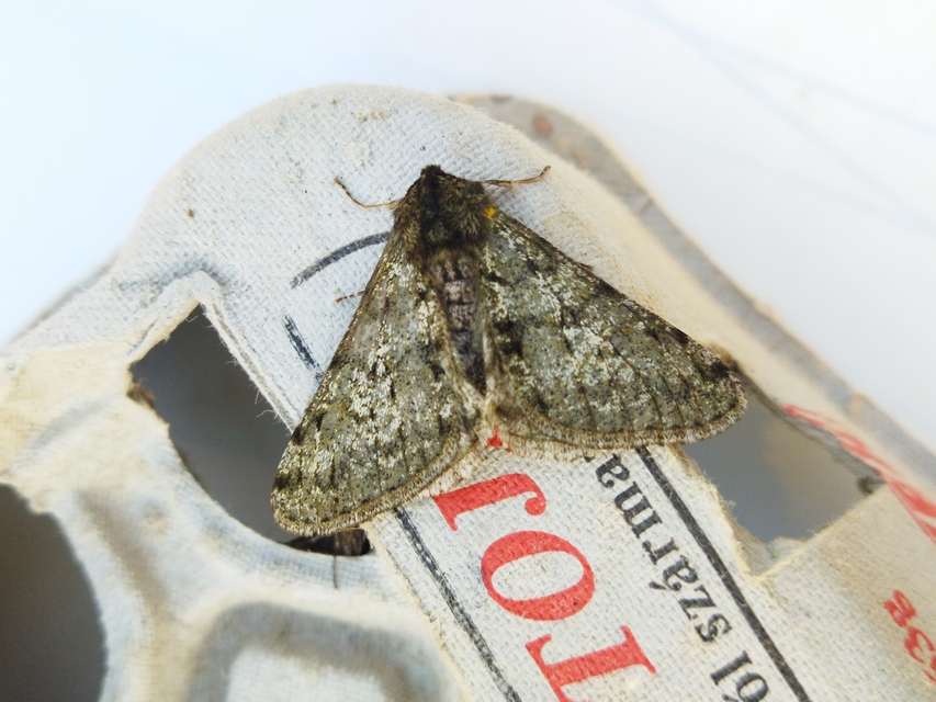 Apocheima pilosaria - zöldes tavasziaraszoló