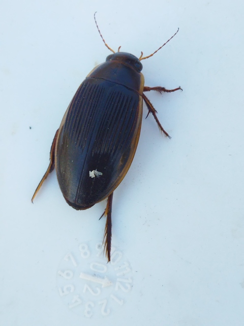 Dytiscus dimidiatus - tompacsípős csíkbogár