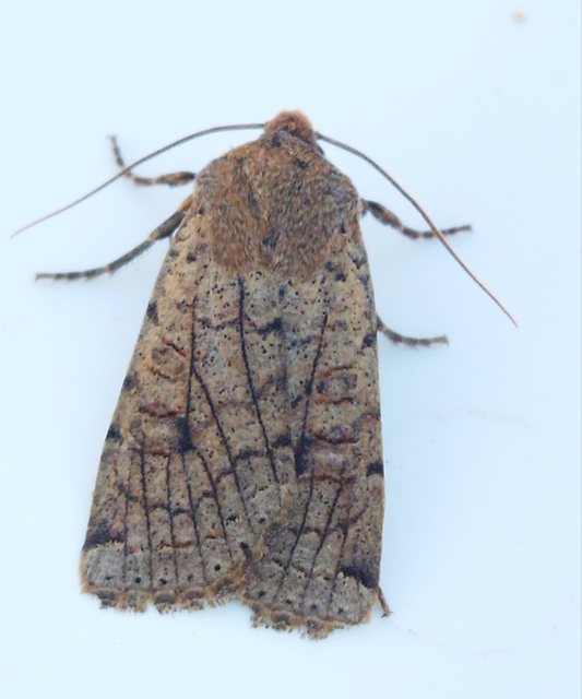 Conistra veronicae - veronika-őszibagoly