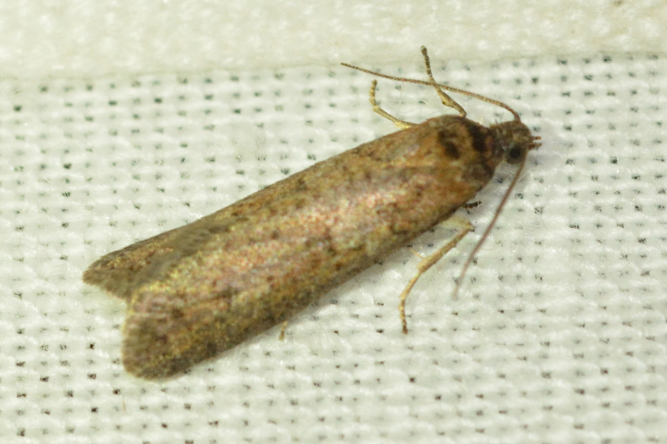 Tortricodes alternella - tavaszi sodrómoly