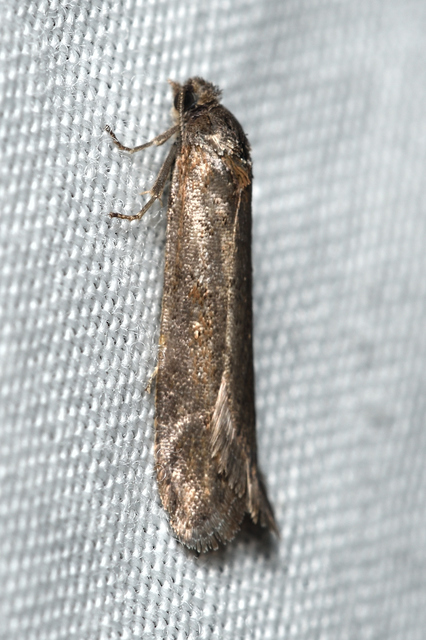 Tortricodes alternella - tavaszi sodrómoly