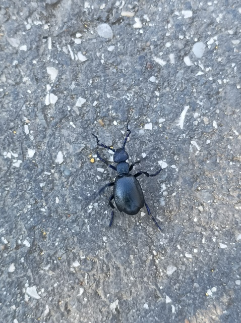 Meloe proscarabaeus - közönséges nünüke