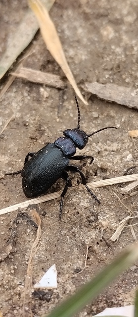 Meloe decorus - csinos nünüke