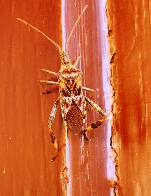 Leptoglossus occidentalis - nyugati levéllábú poloska