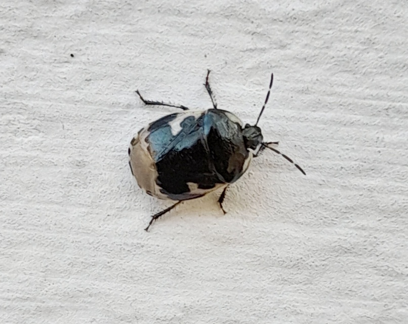 Tritomegas bicolor - foltos földipoloska