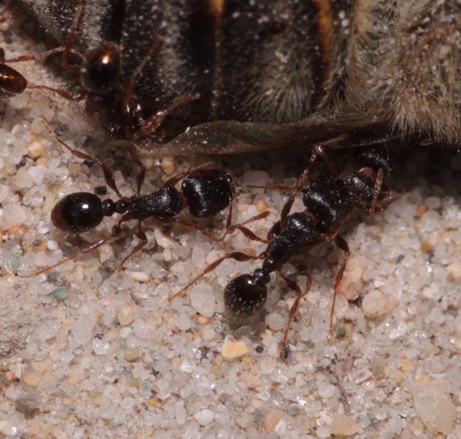 Tetramorium