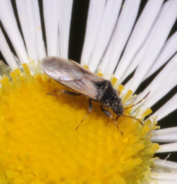 Metopoplax origani - szélesfejű bodobács