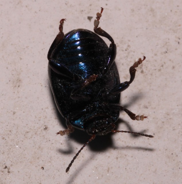 Chrysolina sturmi - vöröslábú levelész
