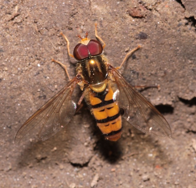 Episyrphus balteatus - ékfoltos zengőlégy
